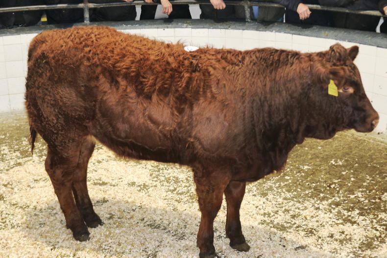 Camera at the Mart: phenomenal trade for weanlings in Headford