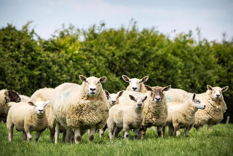 Dawn New Zealand deal bad news for Irish sheep farmers - ICSA