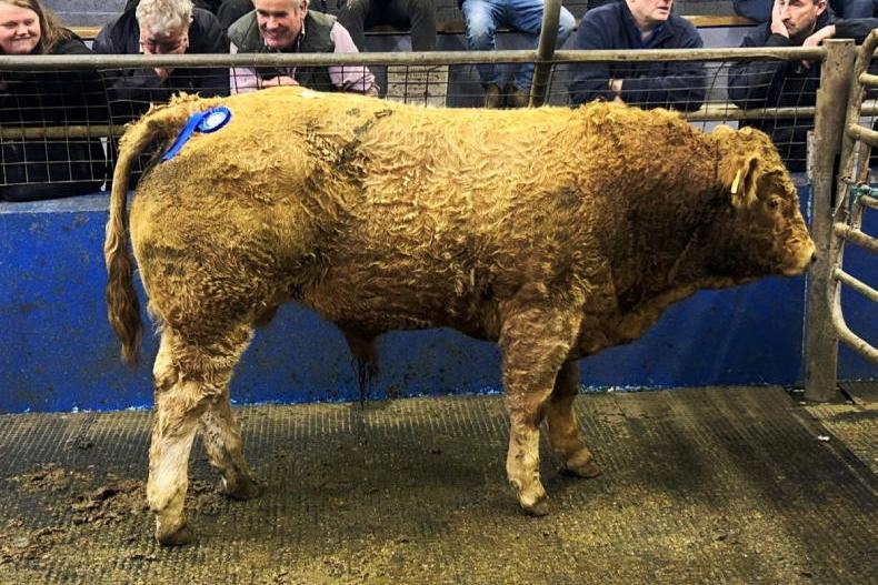 Camera at the Mart: flying trade at Roscrea weanling sale