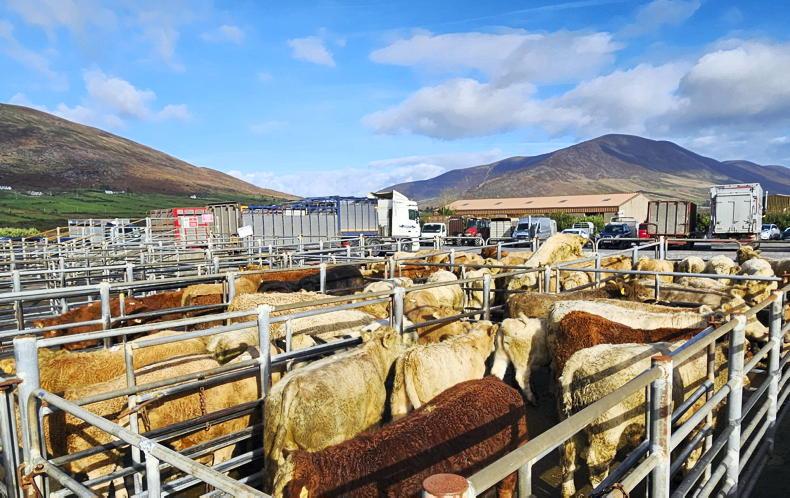 Camera at the Mart: weanlings average €3/kg over 2024 prices in Iveragh