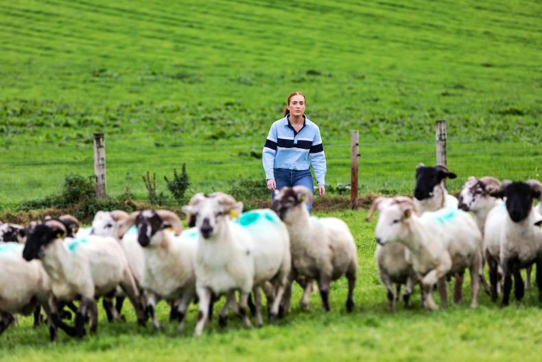Commission wants to double young farmer numbers