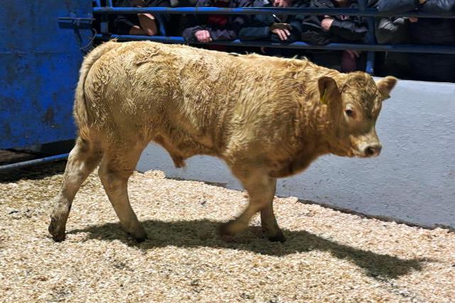 Camera at the Mart: big money for bull weanlings in Ballyjamesduff