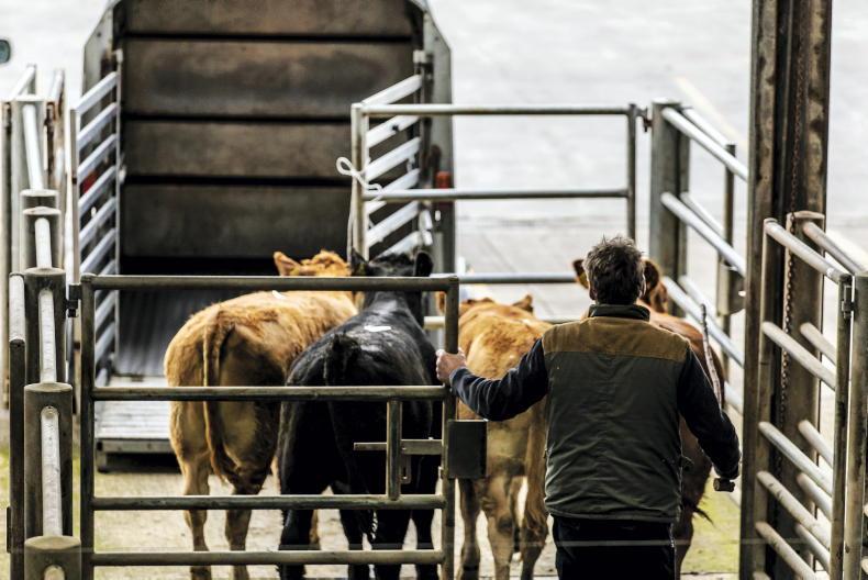 Managing bought-in weanlings    