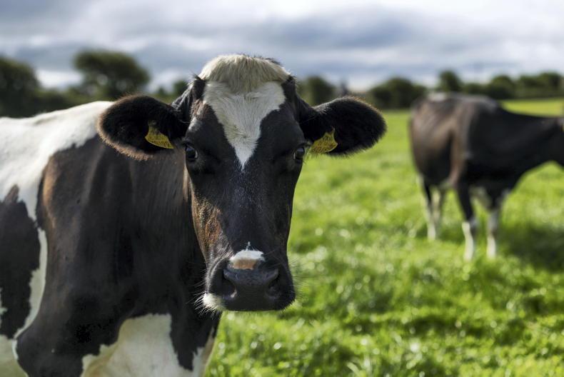 Dairy Management: milk price cuts will affect margin