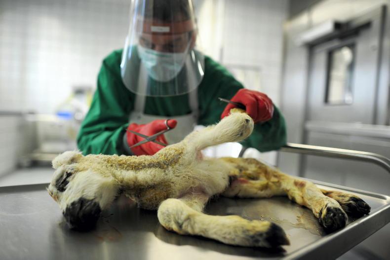 NI vet expecting fewer Schmallenberg cases