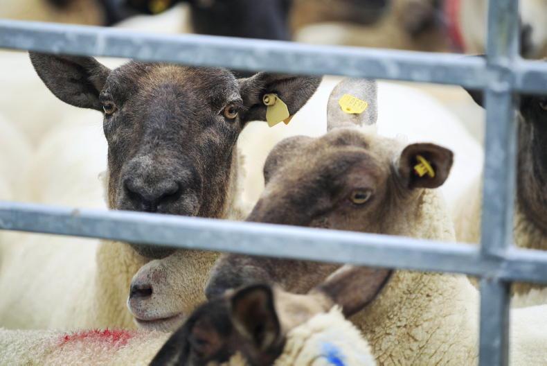 Sheep management: liver fluke product warnings, shearing lambs, health treatment