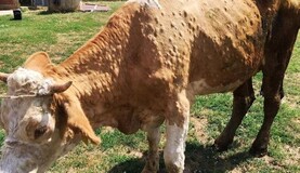 Editorial: importance of high health status cannot be overstated