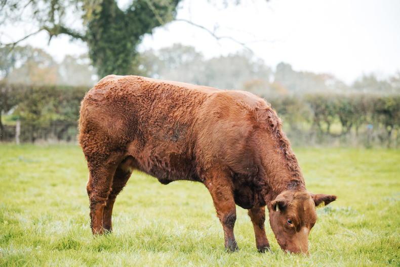 Grass+ Beef: rainfall hampers grazing in some areas