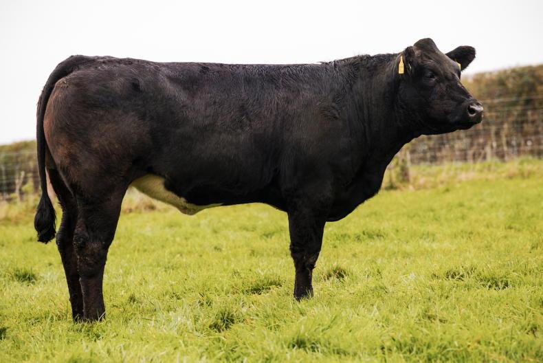 Beef Management: parasite control, SCEP targets and autumn grazing