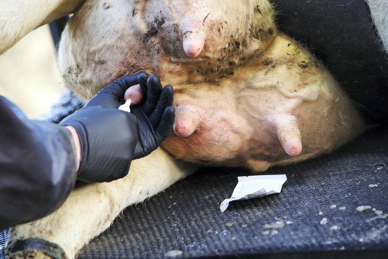 Dairy Management: is it worth teat sealing heifers?