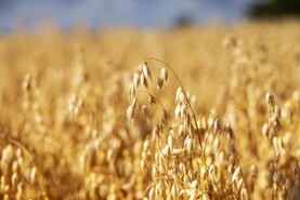 What sort of profits are possible from organic oats?