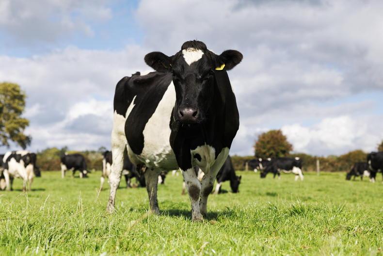 Agri job: dairy farm workers in demand 
