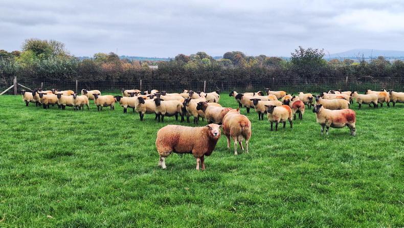 Monitoring breeding progress and ensuring ram lambs are up to task