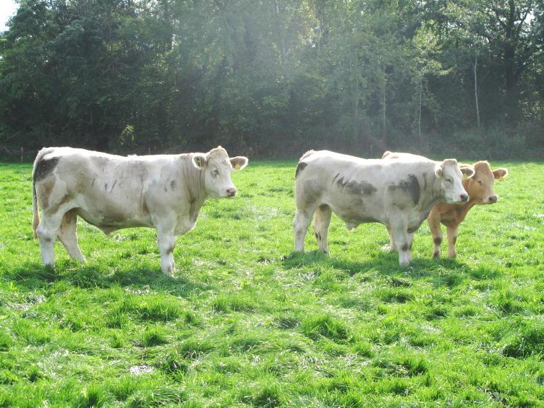 Beef price update: agents adding more life to mart sales