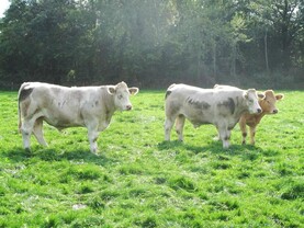 Beef price update: agents adding more life to mart sales