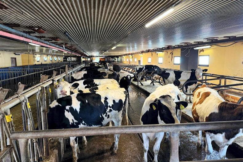 View from abroad: a visit to Svejo Dairy farm in Sweden 