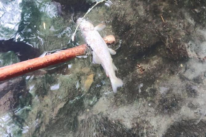 Uisce Éireann convicted over pollution of Cavan river and told to pay €7,000 