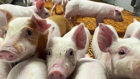 Bio security can improve pig performance
