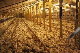 New rules for poultry farmers in order to prevent bird flu 