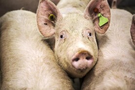 Updates added to DAFM specs for mobile sheep handling and pig housing