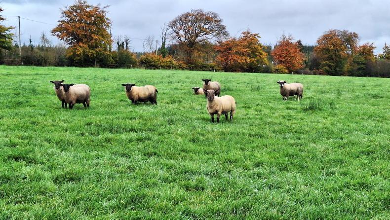 Opportunities for lamb in US will be in premium market