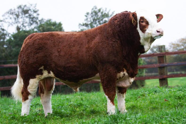 Demand for Simmental heifers soar as champion bull hits €25,000