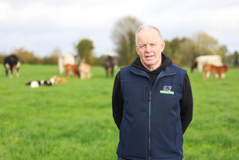 Belgian Blue weanling producer to host Open Day in Co Laois