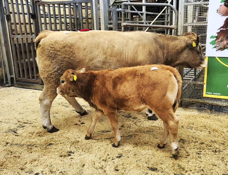 Demand for Aubracs rockets to new highs in Tullamore