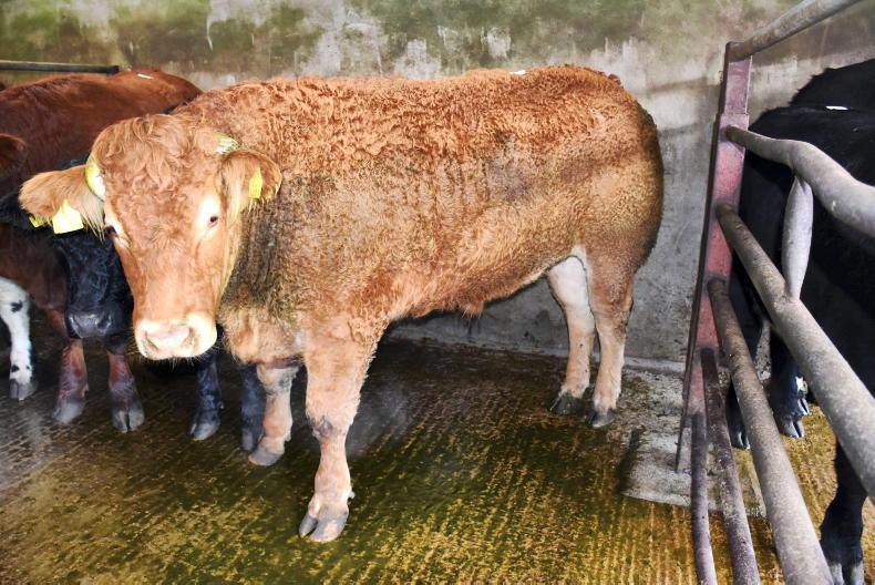 In pictures: no let-up in demand for cattle at Keady