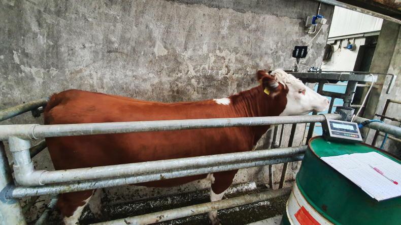 Important compliance for Beef Welfare Scheme 2025