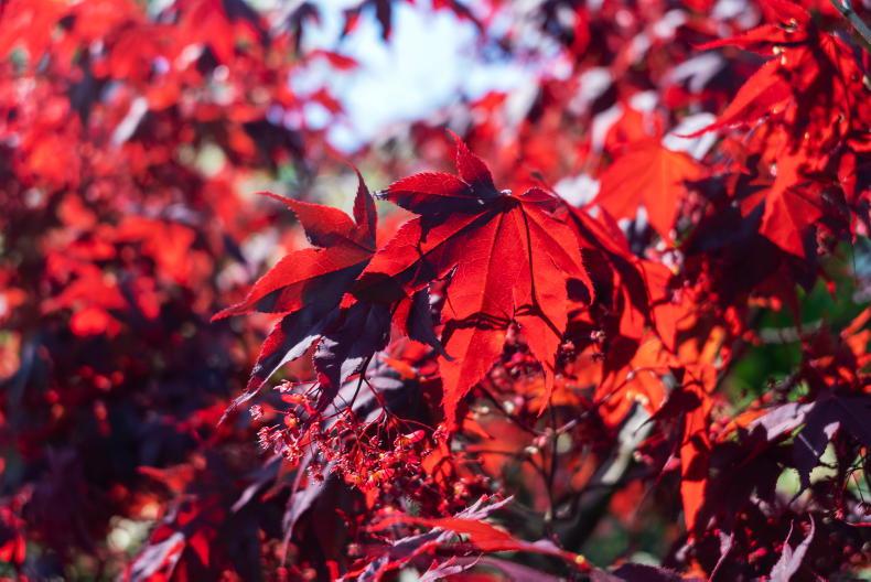 Gardening with Paul: Crimson and gold garden magic