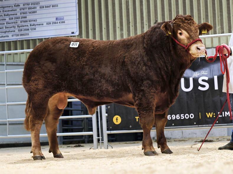 Limousin bulls sell to 12,000gns in Ballymena
