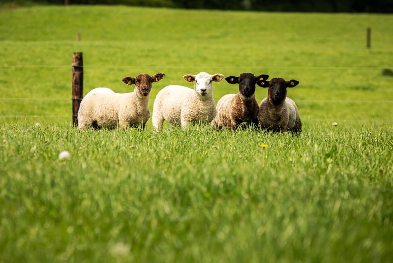 Editorial: US sheepmeat demand is an opportunity for Ireland