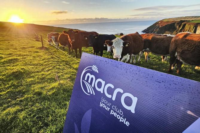 Farmer Writes: an opportunity for new blood in the dry stock sector?