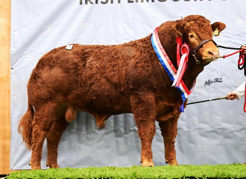 Limousin premier sees nine cattle cross €10,000 