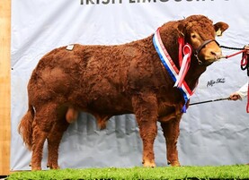 Limousin premier sees nine cattle cross €10,000 