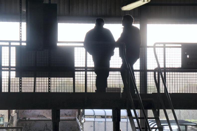 Camera at the Mart: prices soar in Skibbereen weanling sale