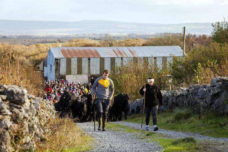 In pictures: moving cattle to the Burren winterage