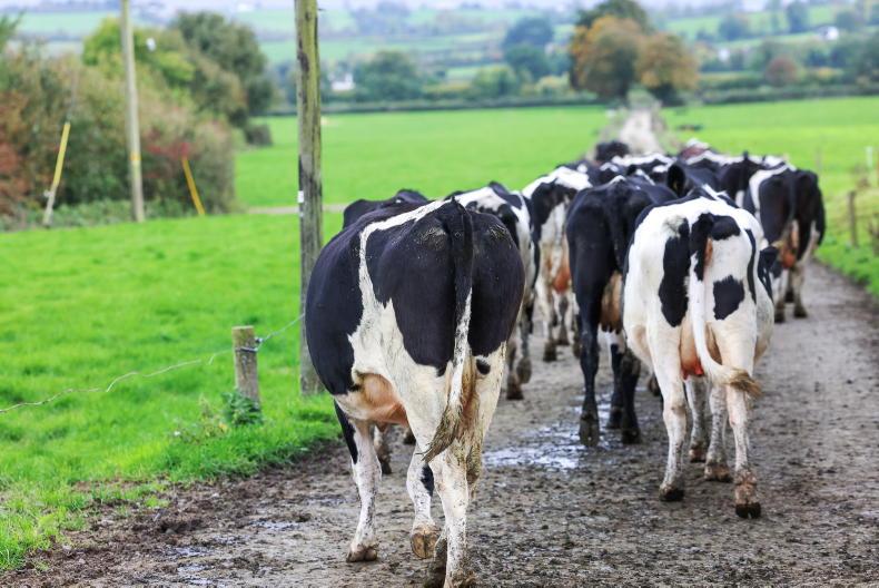 Ifac predicts milk prices to fall below cost of production
