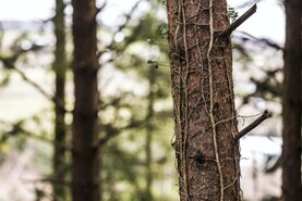 Judge dismisses court action against farmers for felling ‘very rotten’ tree