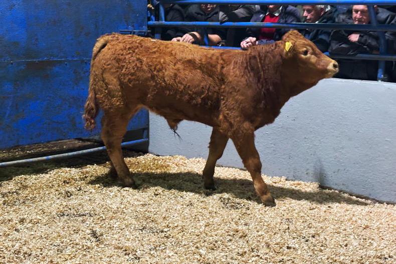 Martbids Database:  trade holds steady despite extra numbers