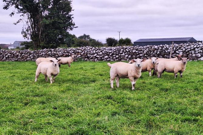 Sheep Management: breeding ewe lambs, FECs for hill flocks and FYM deadline 