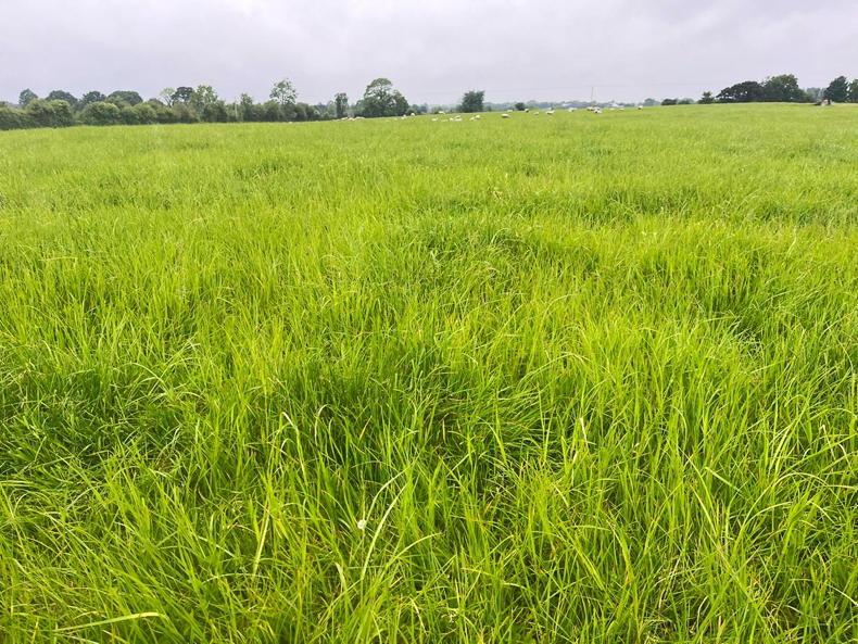 A great year for grazing nears an end