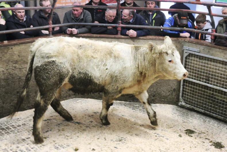 Camera at the Mart: demand high in Clogher for store cattle 