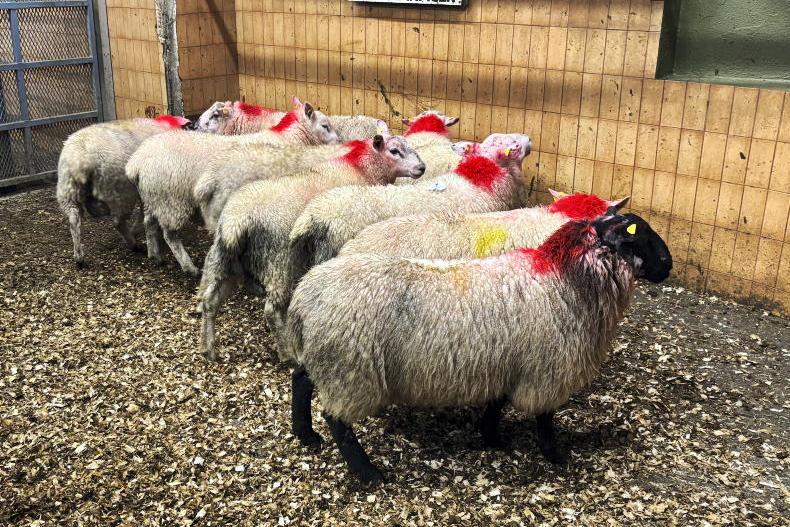 Camera at the Mart: store price more in line with fats in Ballymote