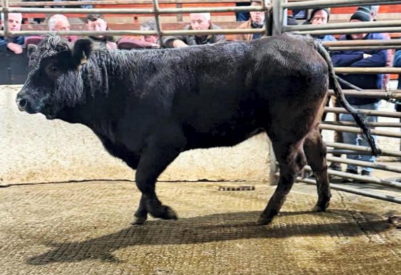 Camera at the Mart: 99% clearance in Mohill as demand outstrips supply