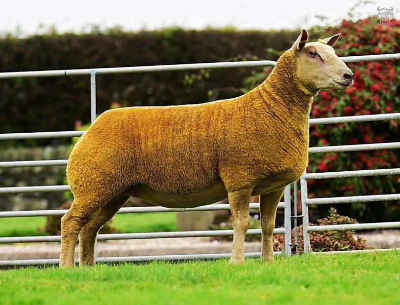 Sizzling trade for Charollais females