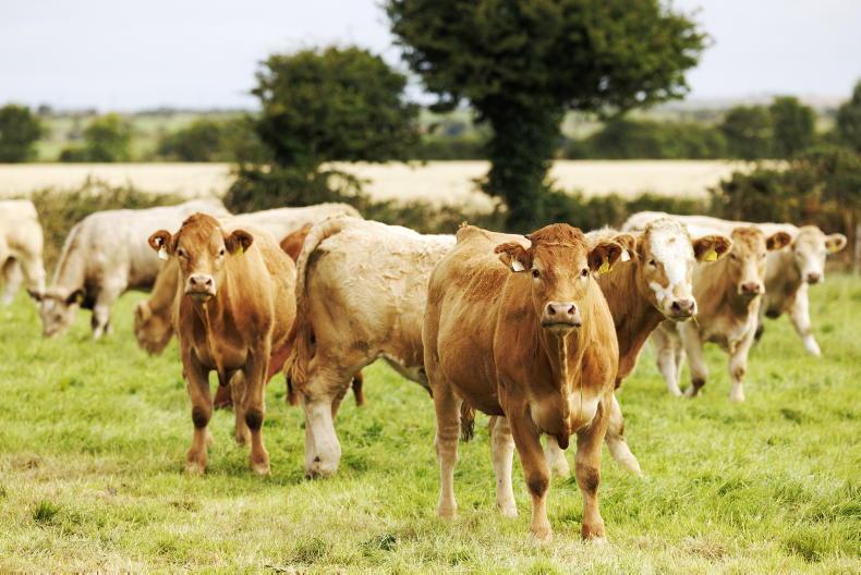 Factories continue to scramble for cattle