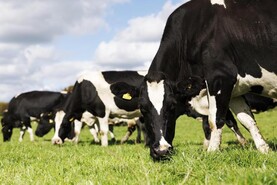 Farmers to self-declare milking platform stocking rate
