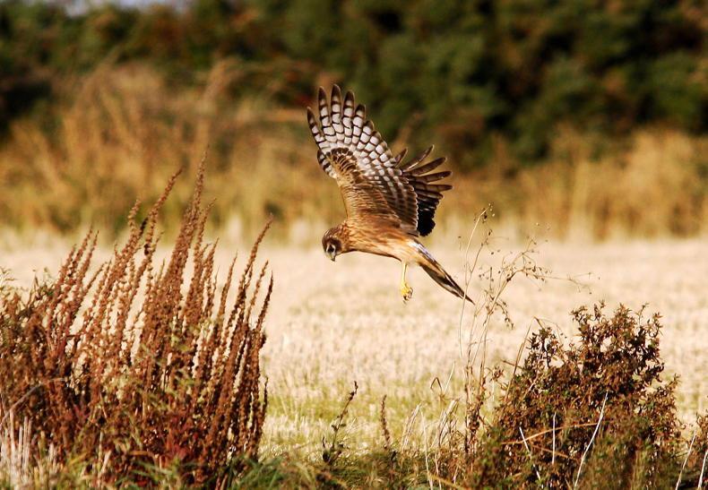 Scrapping of stubble rules welcomed by BirdWatch Ireland
